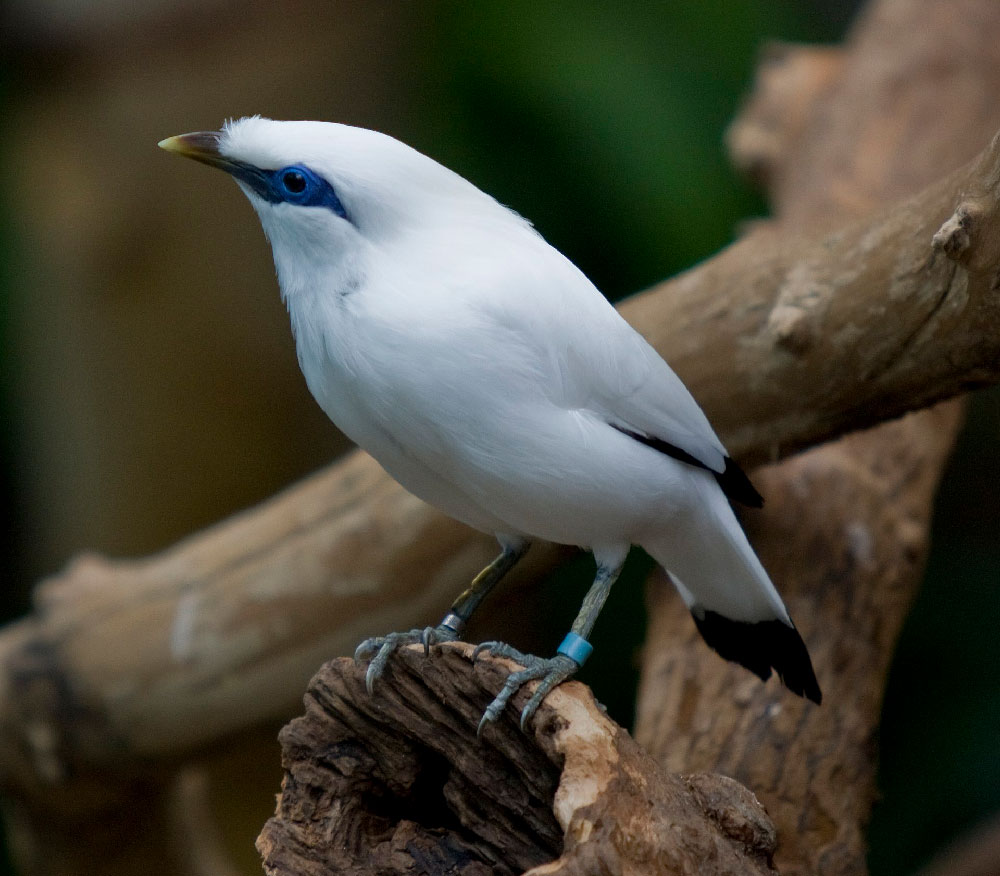 Der Balistar ist durch Entwaldung auf Bali und dem illegalen Tierhandel eine höchstgefährdete Vogelart. - Foto: Brian Jelonek (CC BY 2.0)