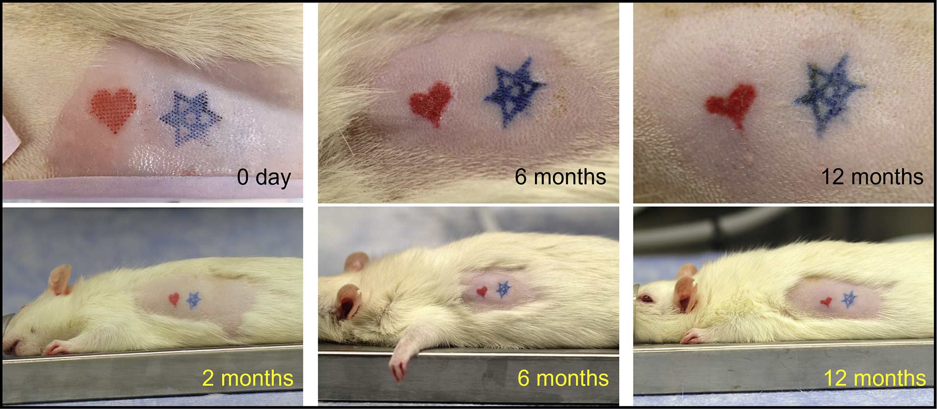 Das rote Herz und der blaue Stern wurden auf der rasierten Haut einer Ratte mittels Tattoo-Pflaster aufgebracht. Zu sehen ist die Entwicklung der Tätowierungen im Verlauf von 2 bis 12 Monaten. / Quelle: Li, S. et. al 2022, iScience 105014